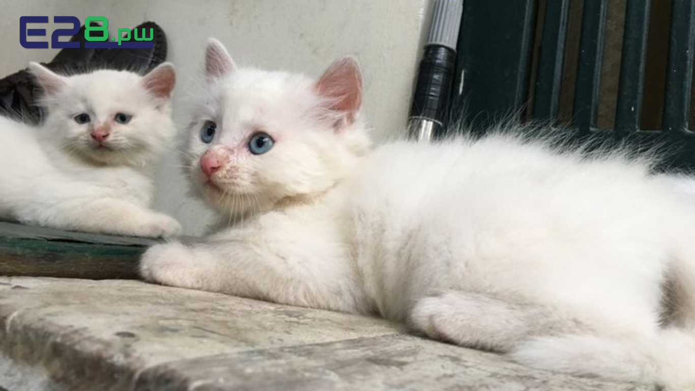 Mơ Thấy Mèo Là Điềm Gì? Giải Mã Giấc Mơ Theo Từng Trường Hợp