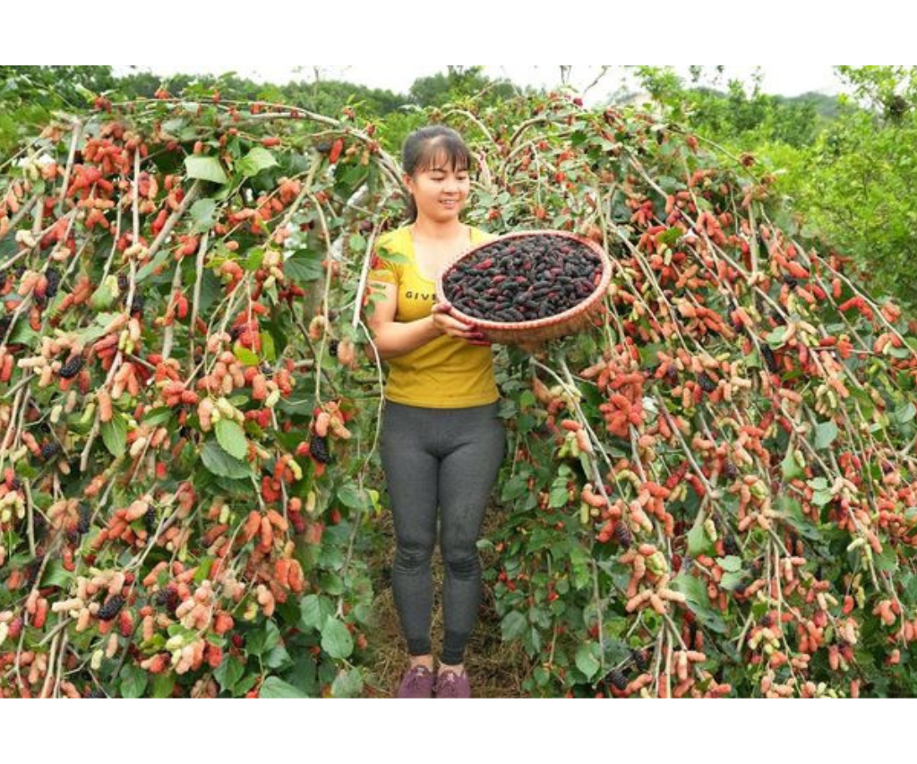 Nằm Mơ Thấy Hái Trái Cây Chín Đánh Số Gì? Giấc Mộng Lành Hay Dữ?