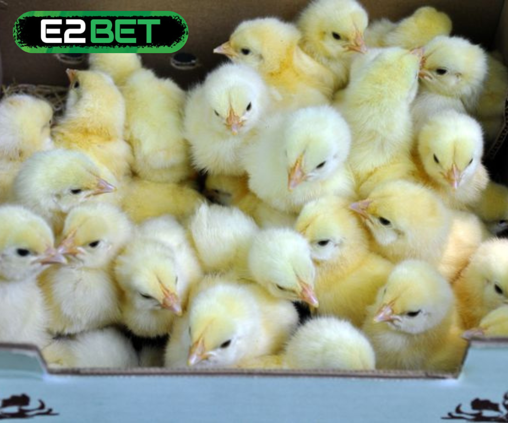 Mơ Thấy Đàn Gà Con Đánh Số Gì? Giải Mã Giấc Mơ Mang Đến Điềm Báo Và Vận May