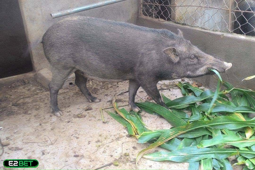 Nằm Mơ Thấy Heo Rừng Đánh Số Gì? Mơ Heo Mọc Sừng Hay Lộc Vàng Chạy Bằng 4 Chân?